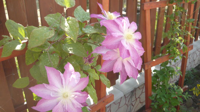 209 - clematite infloriri