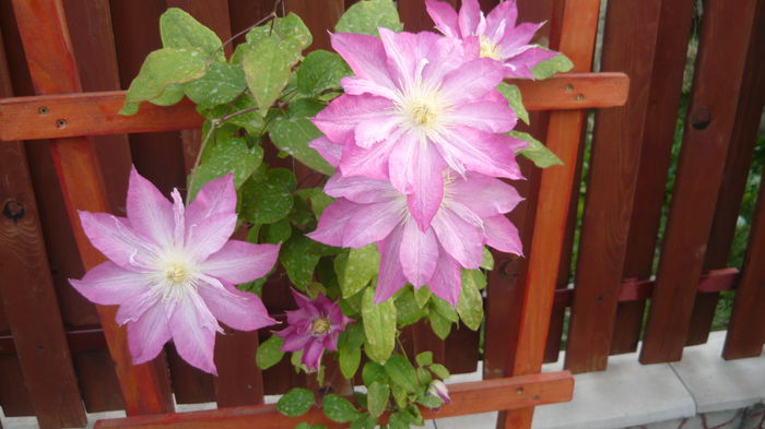 235 - clematite infloriri