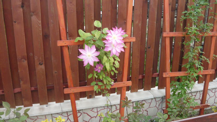 236 - clematite infloriri