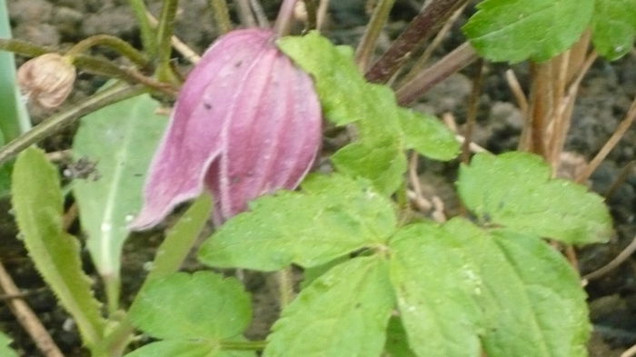 pierduta - clematite infloriri