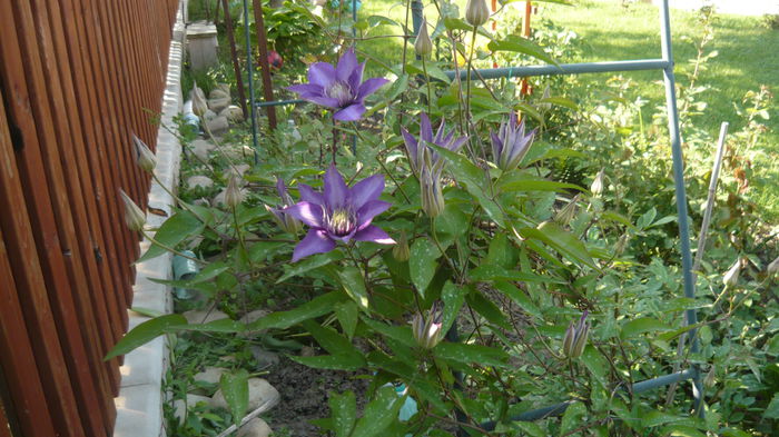 219 - clematite infloriri