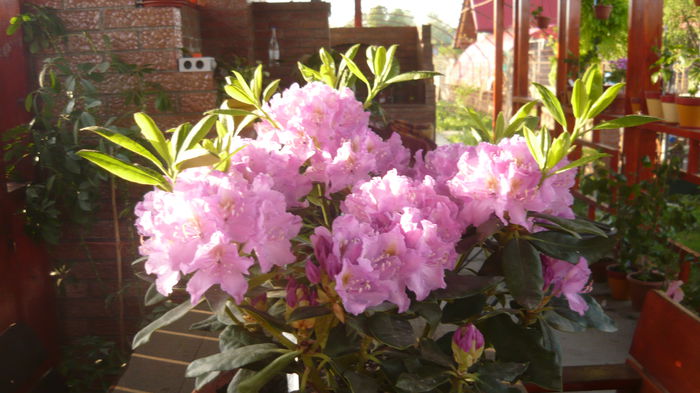 105 - rhododendroni