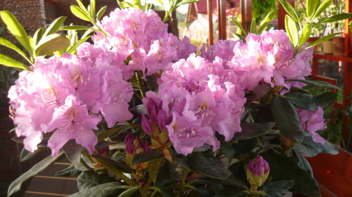 107 - rhododendroni
