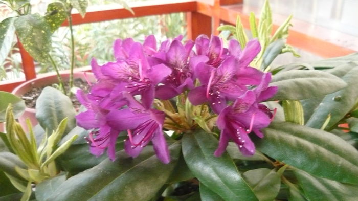 152 - rhododendroni