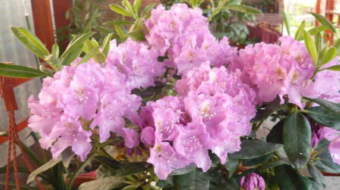 154 - rhododendroni