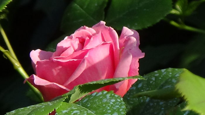 DSC00798