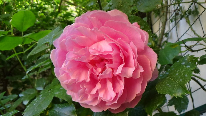DSC00800