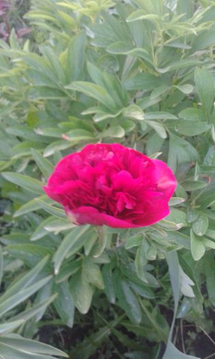 poze cornetu-ioana 009