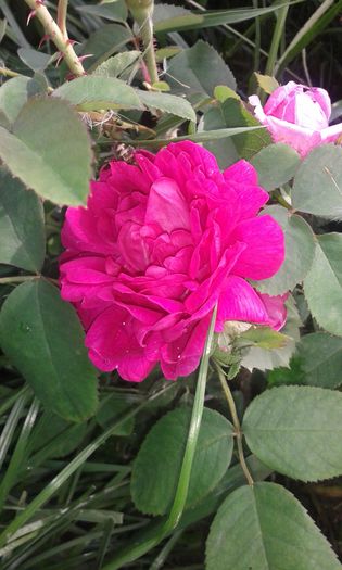 poze cornetu-ioana 033