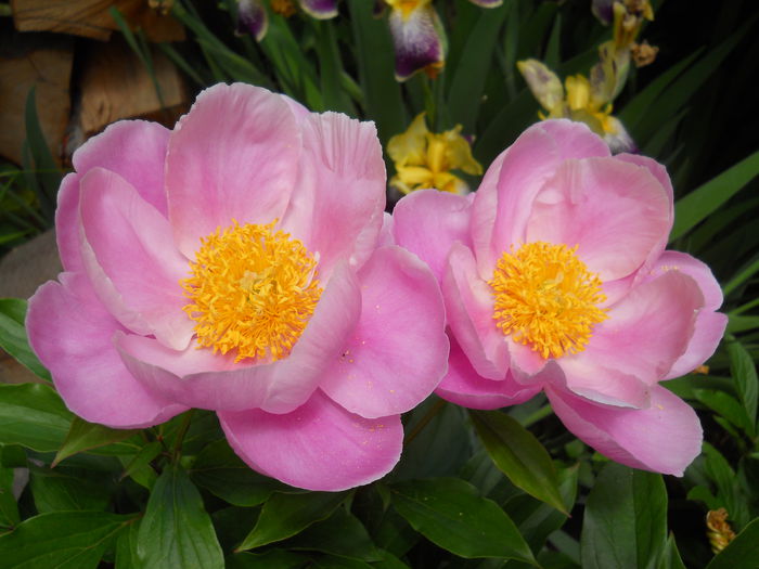 DSCN7067 - bujori 2015