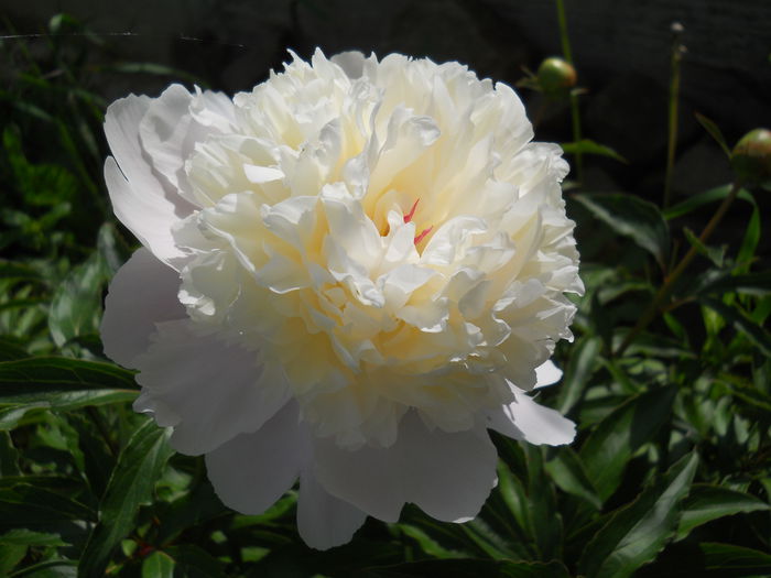 DSCN7023 - bujori 2015