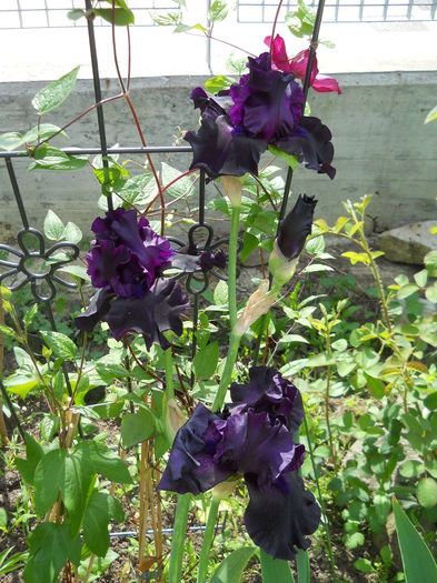 DSCN7009