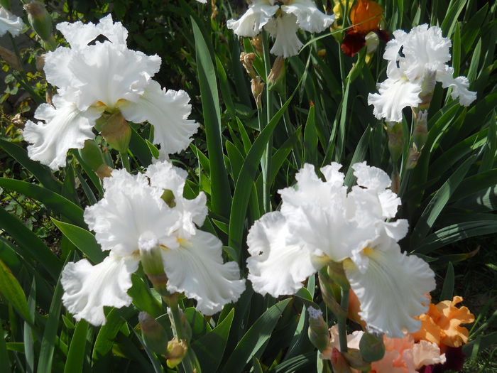 DSCN7011 - iris 2015
