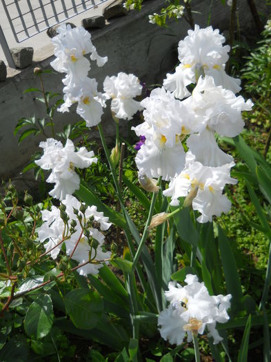 DSCN7019