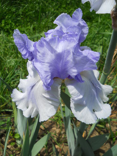 DSCN7031