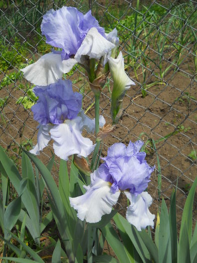 DSCN7032
