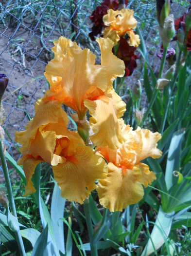 DSCN7047