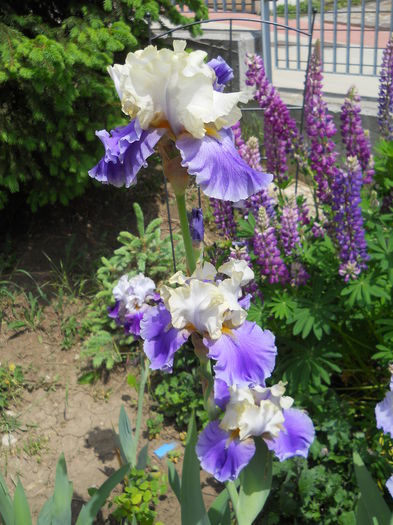DSCN7071