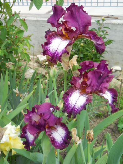 DSCN7077