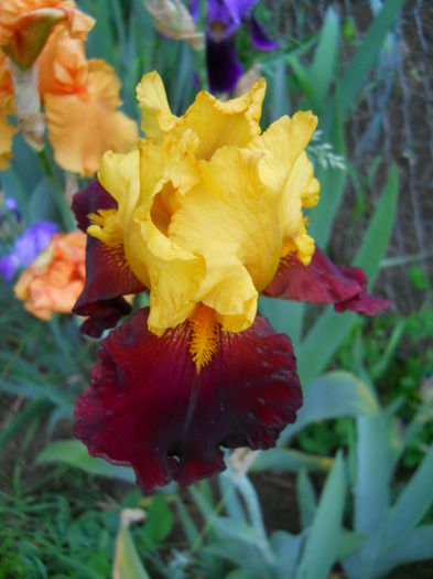 DSCN7091 - iris 2015