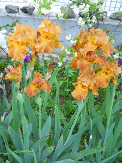 DSCN7105 - iris 2015