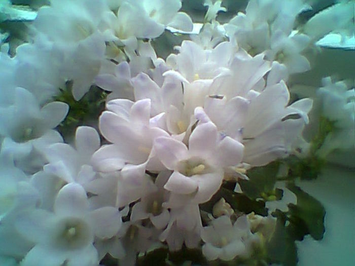 Kampanula Lactiflora