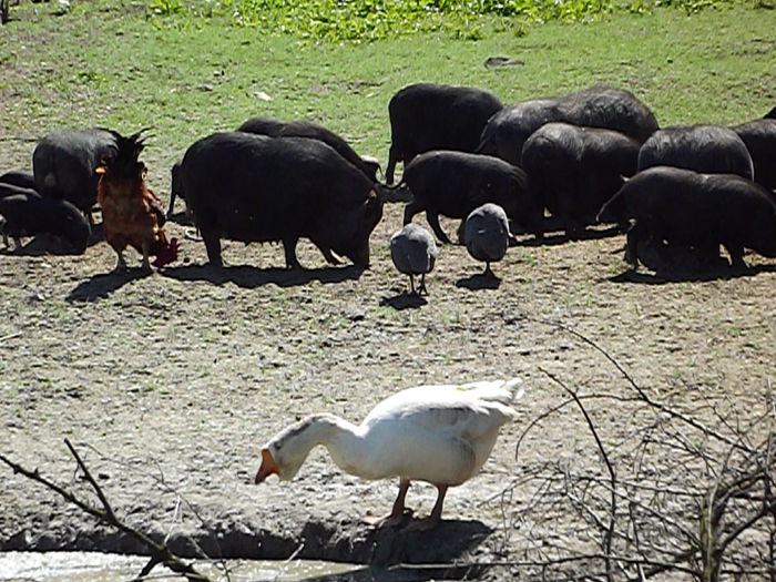 12.05.2015 188 - Porci vietnamezi