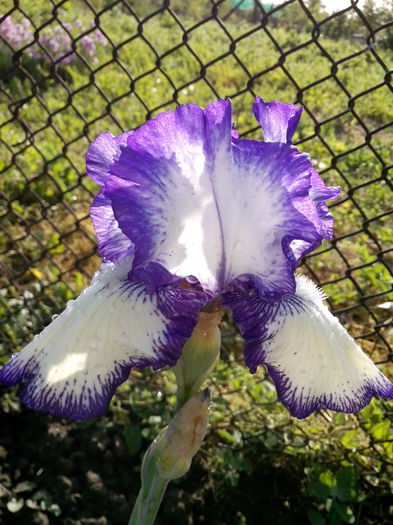 Rare edition - IRISI