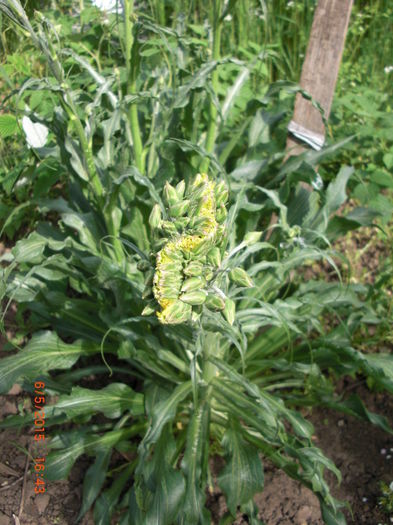 inflorescenta morcov negru Fekete - Gradina Casa si Plante Rare sau Deosebite pentru Sanatate