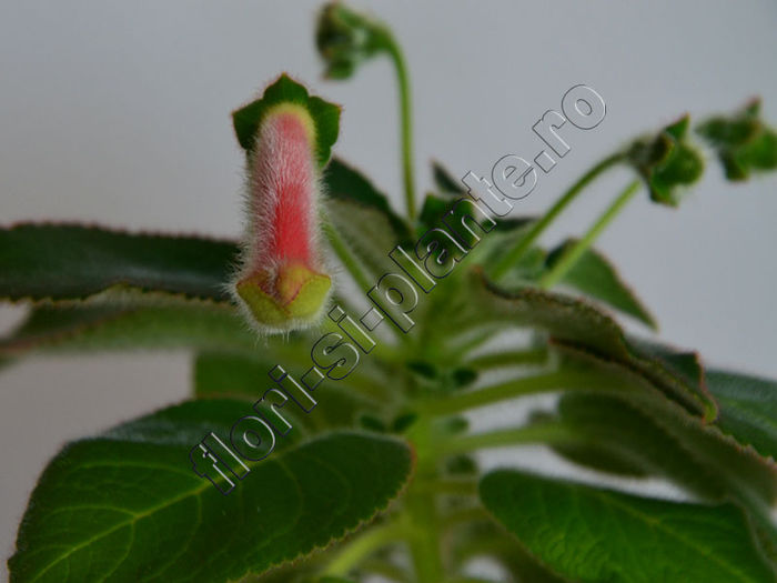 New 2015-  Kohleria Luci s Rays - KOHLERIA IV - Hibrizii mei - My hybrids