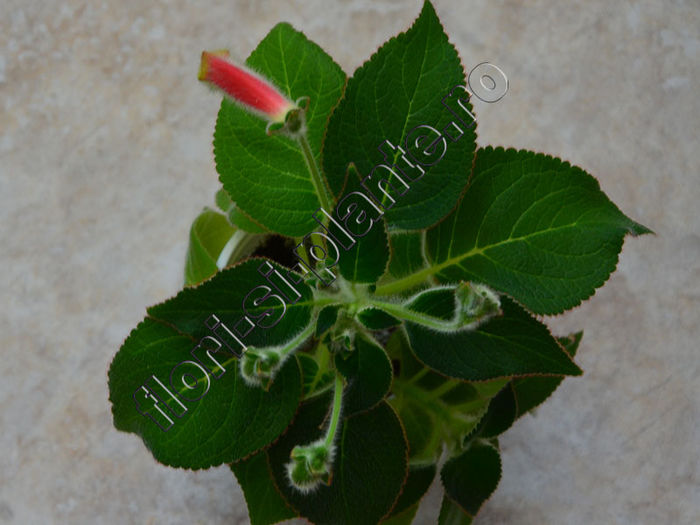 New 2015-  Kohleria Luci s Rays - KOHLERIA IV - Hibrizii mei - My hybrids