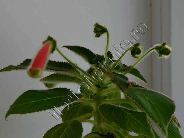 New 2015-  Kohleria Luci s Rays - KOHLERIA IV - Hibrizii mei - My hybrids