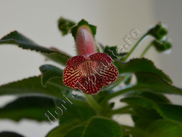 New 2015-  Kohleria Luci s Rays - KOHLERIA IV - Hibrizii mei - My hybrids