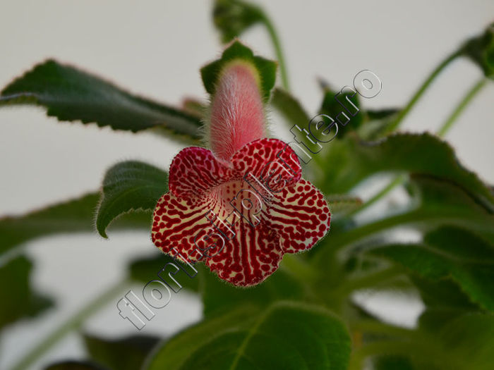 New 2015-  Kohleria Luci s Rays - KOHLERIA IV - Hibrizii mei - My hybrids