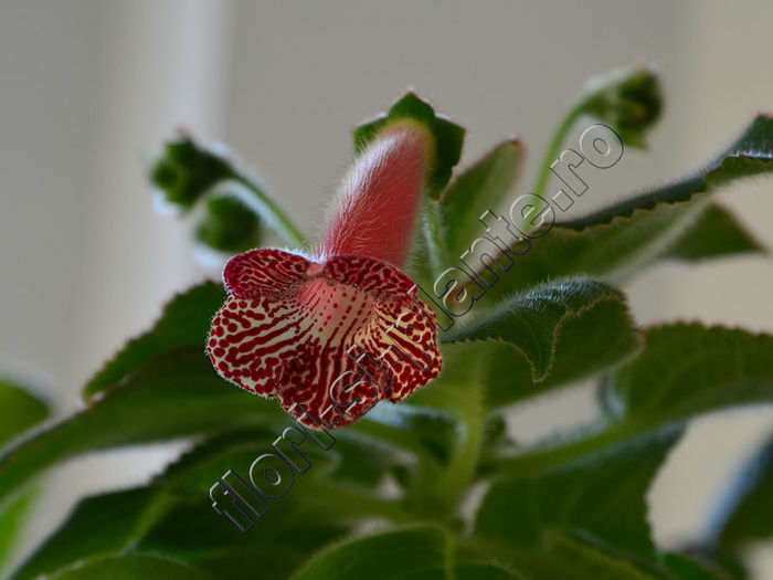 New 2015-  Kohleria Luci s Rays - KOHLERIA IV - Hibrizii mei - My hybrids