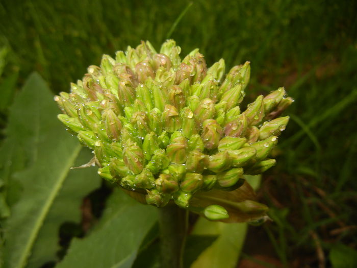 Allium schubertii (2015, May 07)