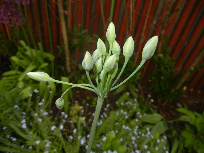 Allium siculum (2015, May 08)
