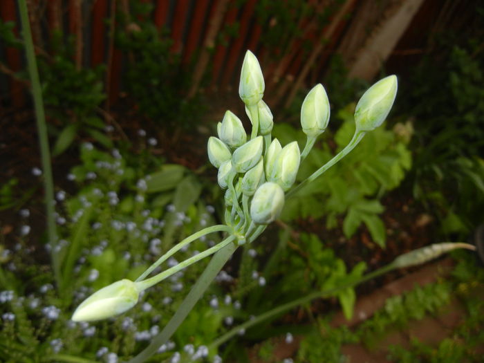 Allium siculum (2015, May 08)