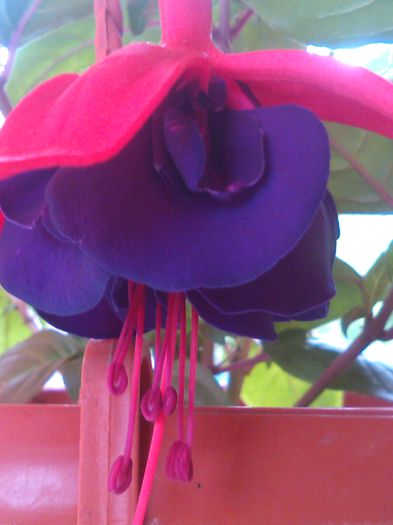 fuchsia-voodoo prima floare inflorita - f fuchsia woodoo