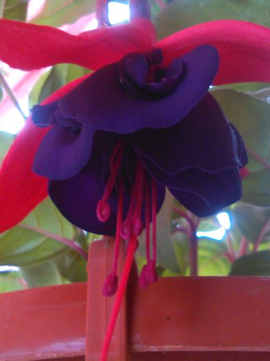 fuchsia-voodoo prima floare inflorita - f fuchsia woodoo