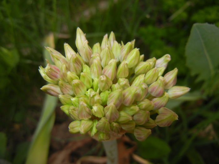 Allium schubertii (2015, May 08) - Allium schubertii