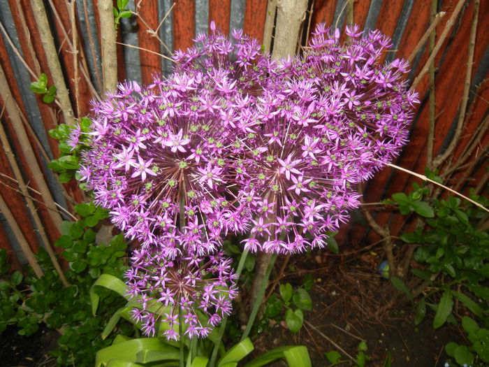 Allium Purple Sensation (2015, May 08) - Allium aflatunense Purple