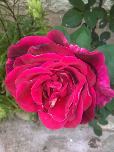 schwarze madonna rosa