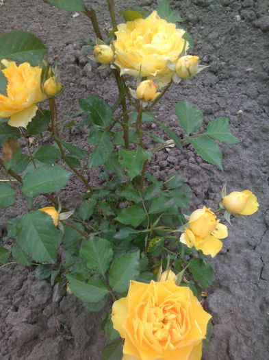 trandafir galben pitic