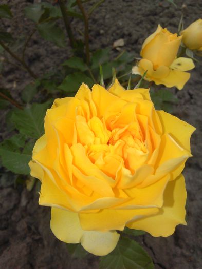 trandafir galben pitic