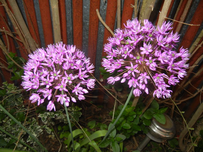 Allium Purple Sensation (2015, May 08) - Allium aflatunense Purple