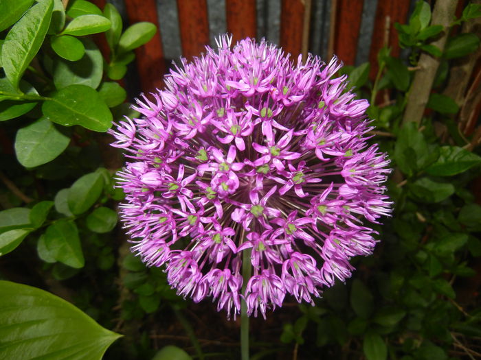Allium Purple Sensation (2015, May 08) - Allium aflatunense Purple
