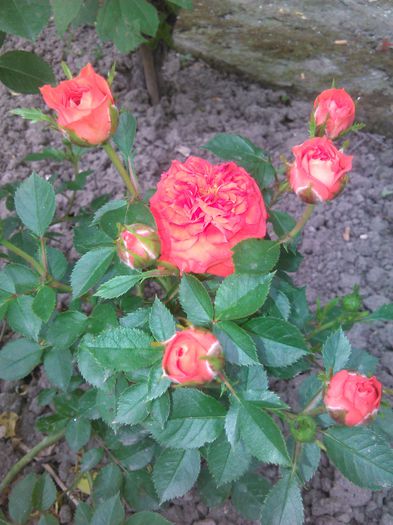 trandafir portocalui pitic - G trandafiri