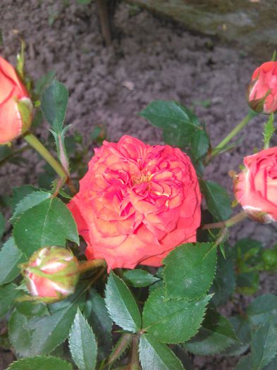 trandafir portocaliu pitic - G trandafiri