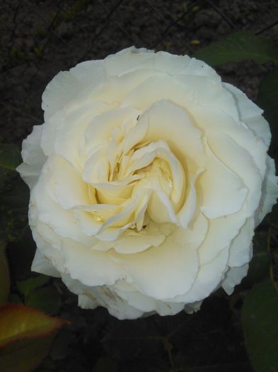 trandafir alb - G trandafiri